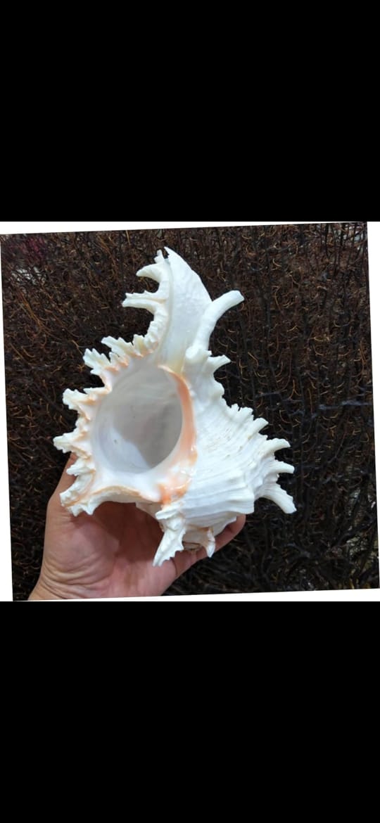 sea shell for aquarium decoration