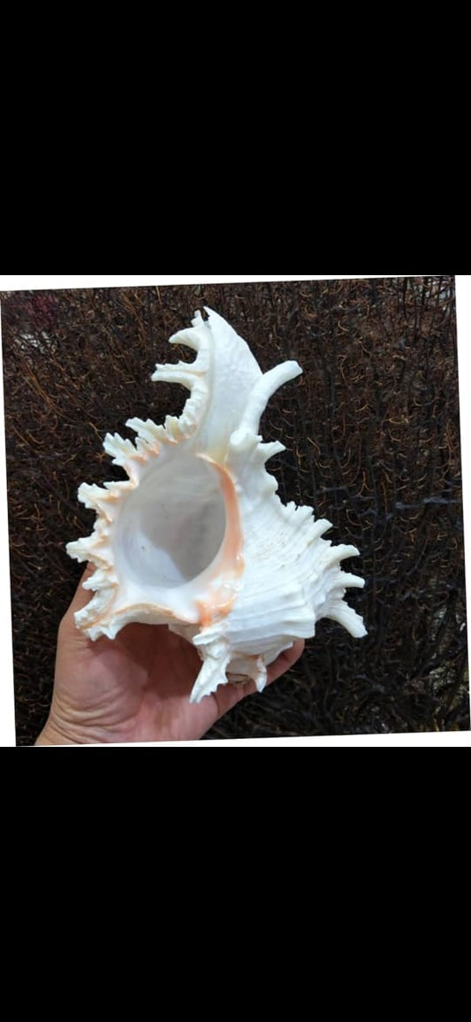 sea shell for aquarium decoration