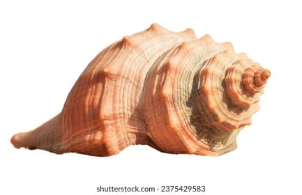 sea shell