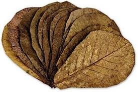 Almond Leaves ( pack of 5 )