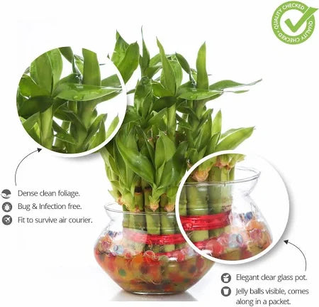 Lucky Bamboo Plant ( Double Layer )