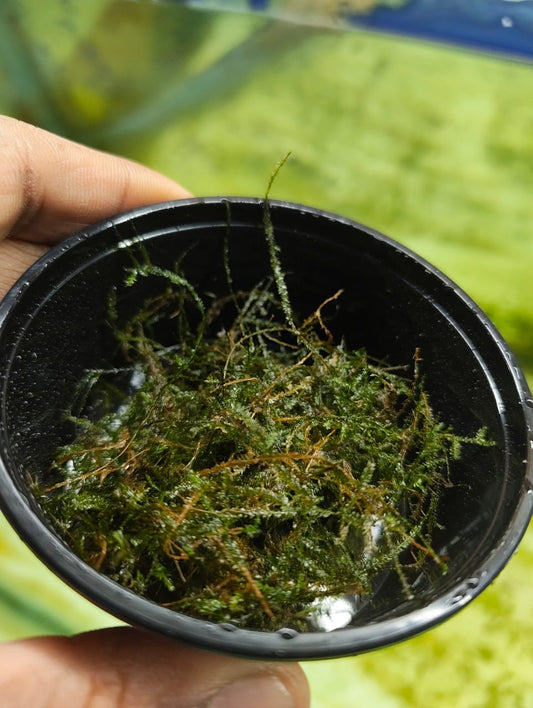 java moss