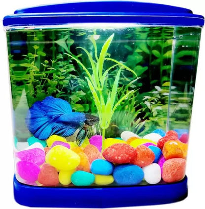 single betta fish home