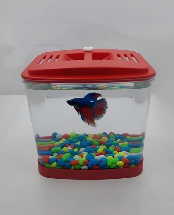 single betta fish home