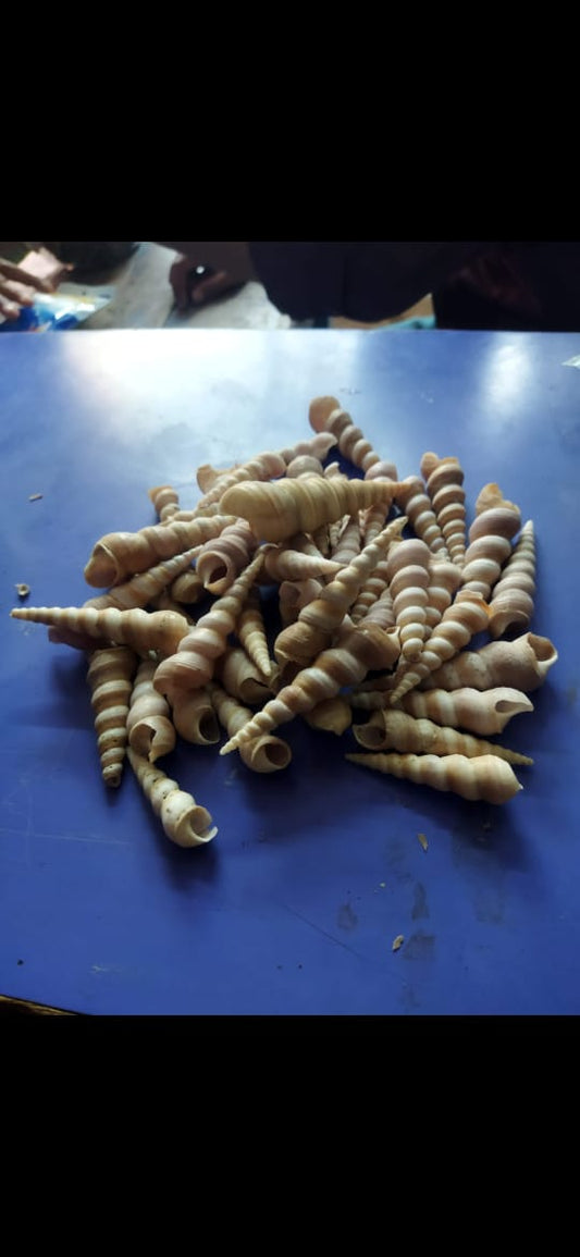 aquarium spiral sea shells