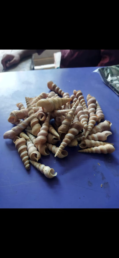 aquarium spiral sea shells