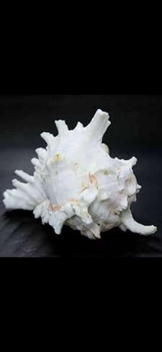 sea shell for aquarium decoration