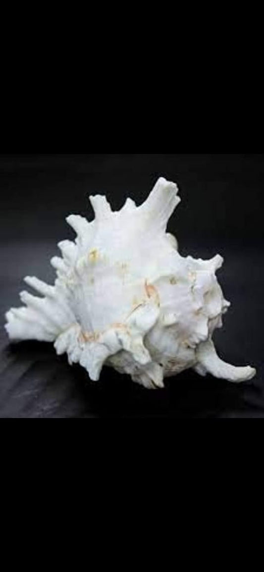 sea shell for aquarium decoration