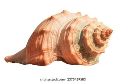 sea shell