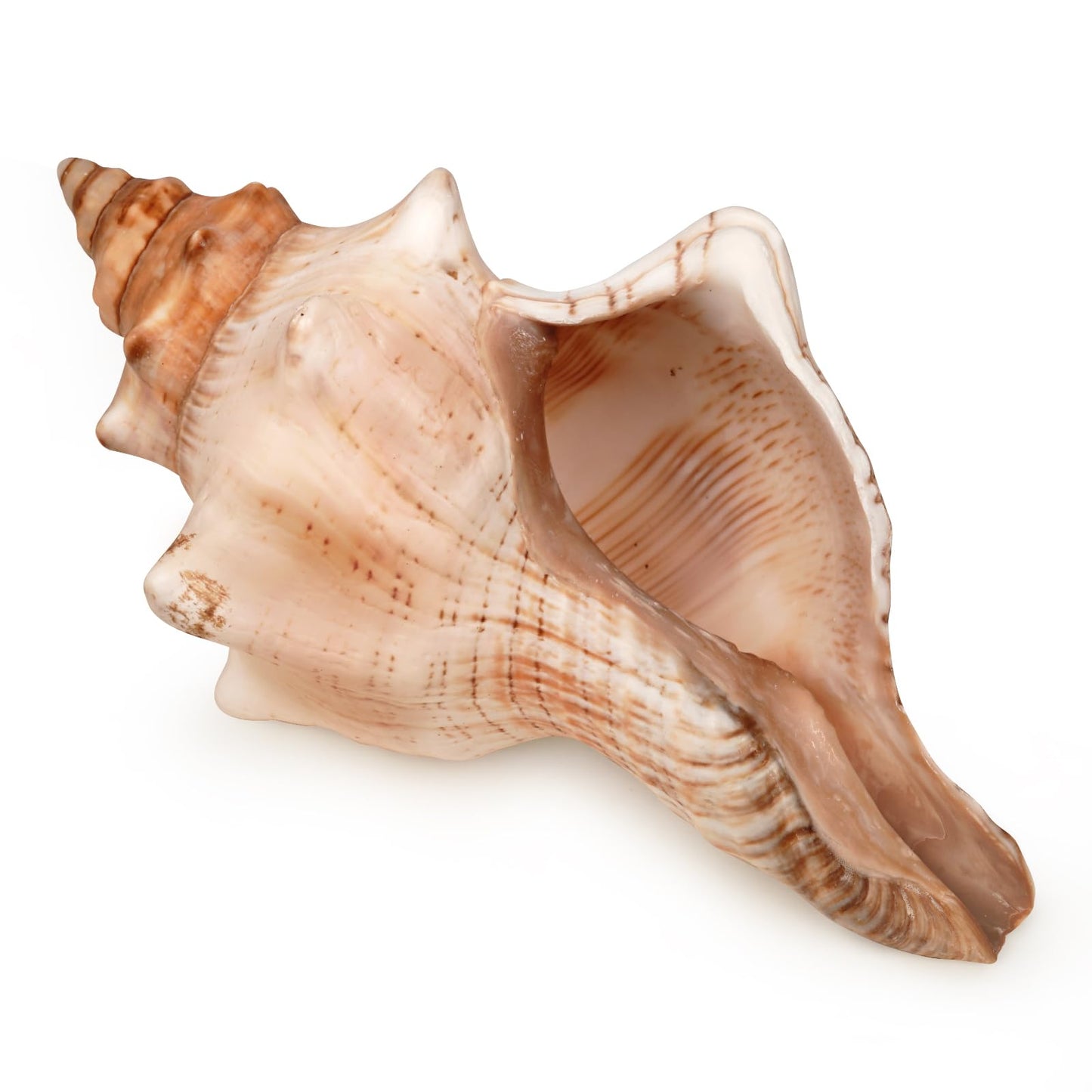 sea shell