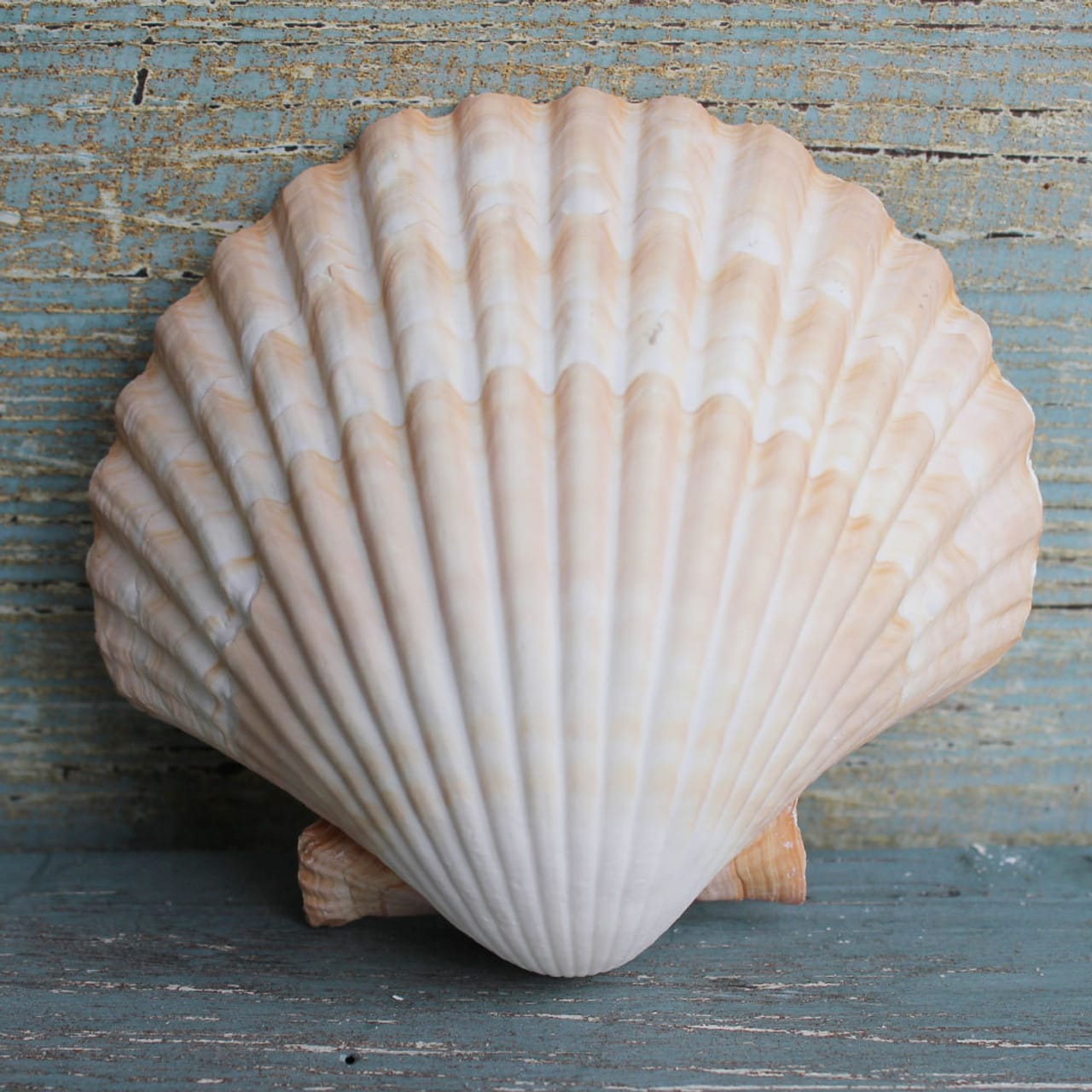 sea shell 02