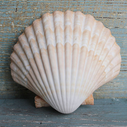 sea shell 02