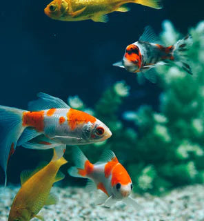 Goldfish swimming in an aquarium with green plants and gravel.