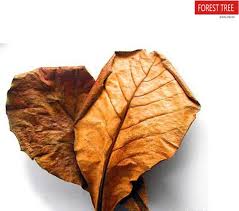 Almond Leaves ( pack of 5 )