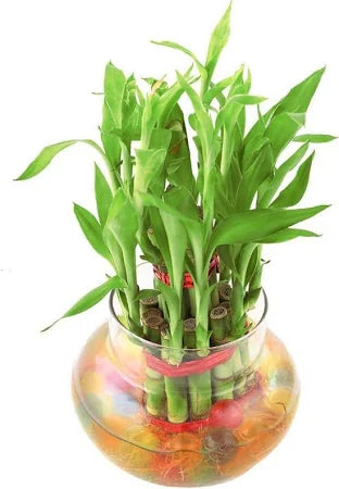 Lucky Bamboo Plant ( Double Layer )