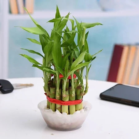 Lucky Bamboo Plant ( Double Layer )